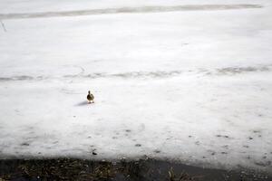 patos en un congelado lago. invierno paisaje. foto