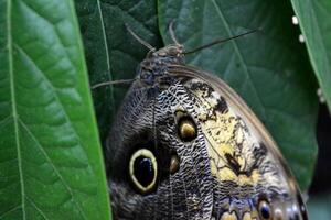 Beautiful butterfly on a green leaves. Tropical wildlife. Beautiful insects. Beauty of nature. Macro nature. photo