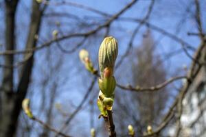 Beautiful spring buds. Seasonal blooming macro. photo