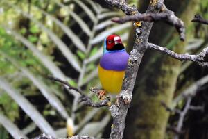 vistoso tropical loro sentado en el rama. foto