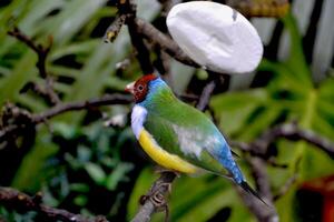 vistoso tropical loro sentado en el rama. foto