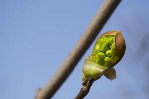 Beautiful spring buds. Seasonal blooming macro. photo