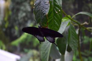 hermosa mariposa en un verde hojas. tropical fauna silvestre. hermosa insectos belleza de naturaleza. macro naturaleza. foto