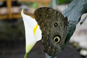 Beautiful butterfly on a green leaves. Tropical wildlife. Beautiful insects. Beauty of nature. Macro nature. photo