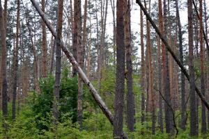 Autumn forest after rain photo