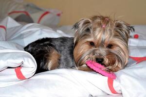 Cute yorkshire terrier is playing with a toy at the bed. Happy pet. photo