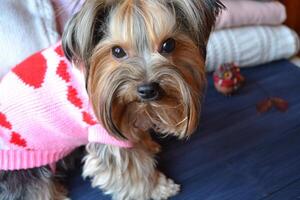 linda Yorkshire terrier vistiendo un suéter. foto