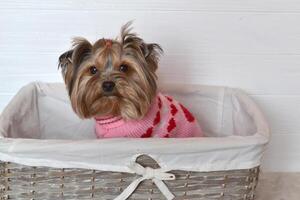 Yorkshire Terrier sitting in the basket. photo