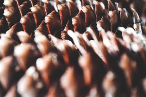 The fir cone close up. Natural texture. photo