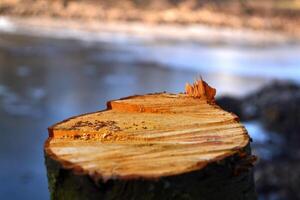 Wooden texture with sawdust. Saw mill. Wooden background. photo