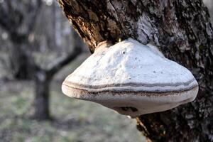 The mushroom on the trunk of tree photo