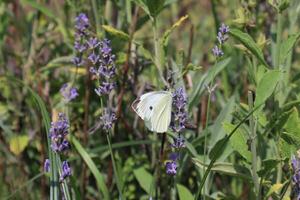 Butterfly on a sage flower photo