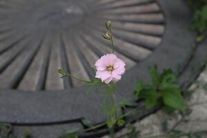 Pink flower growing near metal hatch. photo