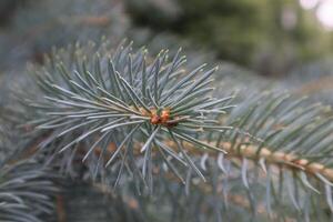 Blue fir tree branch, close up. photo