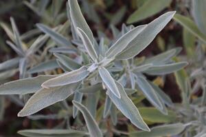 Salvia officinalis bush, close up. Leaves of salvia. Natural background. photo