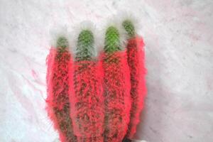 rosado cactus en texturizado antecedentes. foto