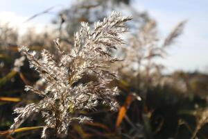 Reed in sunshine, macro photography. photo