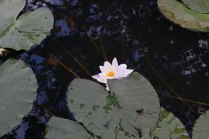 agua lirio en el estanque, cerca arriba. blanco loto. foto