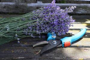 Bouquet of lavender near secateurs outdoor photo