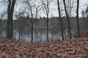 otoño bosque paisaje. lago en bosque. naturaleza paisaje. foto