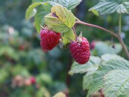 Red raspberries growing on the bush. photo