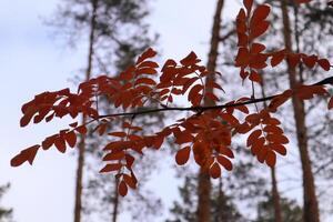 Red leaves on branches of tree at autumn. photo