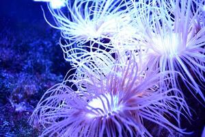 Seaweed and coral. Underwater life. photo