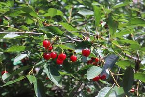 maduro cerezas. Cereza árbol en verano. foto