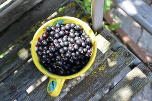 Black currant in the bowl outdoor. photo