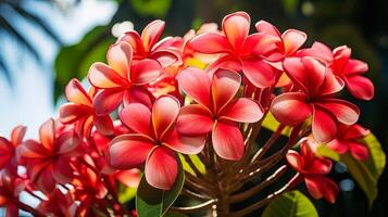 ai generado vibrante rosado plumeria flores en luz de sol foto