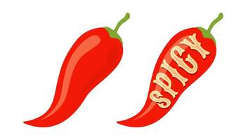 Vector illustration of a spicy chili peppers with text of spicy.
