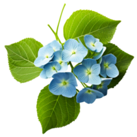 ai gerado flor hortênsia plantar azul png