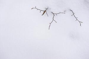 single bench in white fresh snow in the winter photo