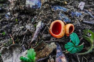 two scarlet cup mushrooms on the forest ground photo