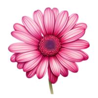 ai gerado graficamente comum margarida flor rosa png