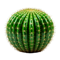 ai generiert Kaktus runden Pflanze png
