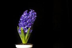 jacinto Violeta flores, aislado en un negro antecedentes foto