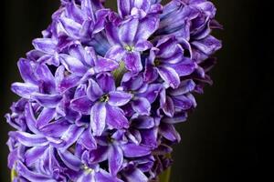 Close-up of hyacinth violet flowers, isolated on a black background. photo