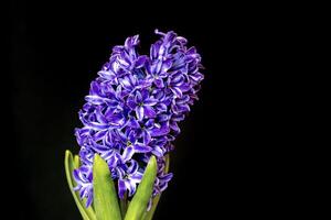 hyacinth violet flowers, isolated on a black background photo