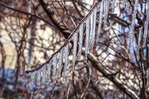 Beauty frozen tree branch in winter ice. photo