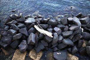 white broken branch over the black sea stones photo