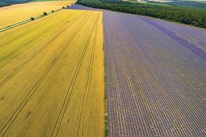 Aerial view of lavender and wheat fields. Top view photo