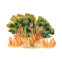 Tree on fire clip art. Green plant canopy burning with flames bushfire composition. Environmental awareness concept. Natural  disaster. Hand drawn watercolor illustration on transparent background png