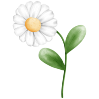 Aquarell Gänseblümchen Blume und Grün Blätter Clip Art, Hand gezeichnet Frühling Blumen- Illustration. png