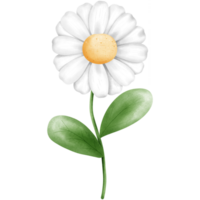 Watercolor white daisy flower and green leaves clipart, Hand drawn spring floral illustration. png