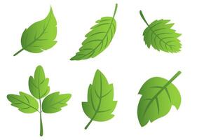 A set of green leaves on a white background, for logos, designs, for the symbolism of the green planet vector