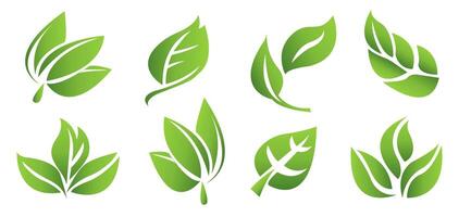 A set of green leaves on a white background, for logos, designs, for the symbolism of the green planet vector