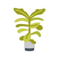 Fiddle Leaf Fig icon in vector. Logotype vector