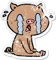 distressed sticker of a crying pig cartoon png