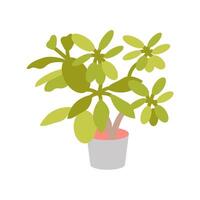 Young Schefflera icon in vector. Logotype vector